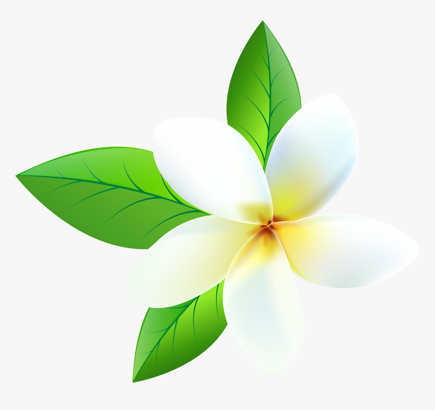 Plumeria Png , Png Download, Transparent Png, Free Download