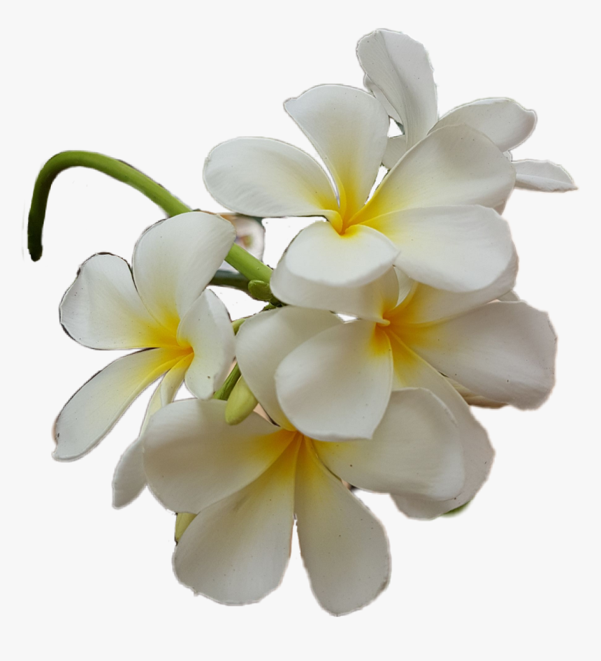 Frangipani , Png Download - Frangipani, Transparent Png, Free Download