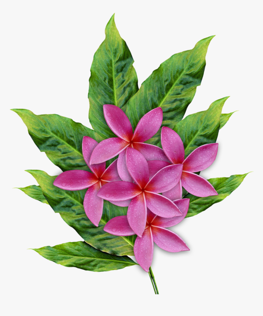 Plumeria , Png Download - Plumeria Flower, Transparent Png, Free Download