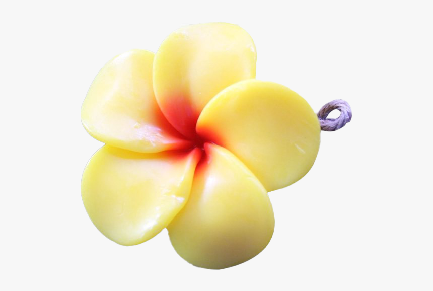 Frangipani Png Pic - Frangipani, Transparent Png, Free Download