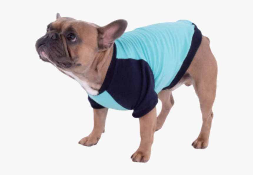 French Bulldog, HD Png Download, Free Download