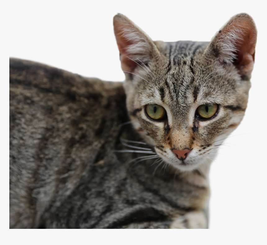 #cat #kitten #closeup #whiskers #eyes Sticker Made - Domestic Short-haired Cat, HD Png Download, Free Download