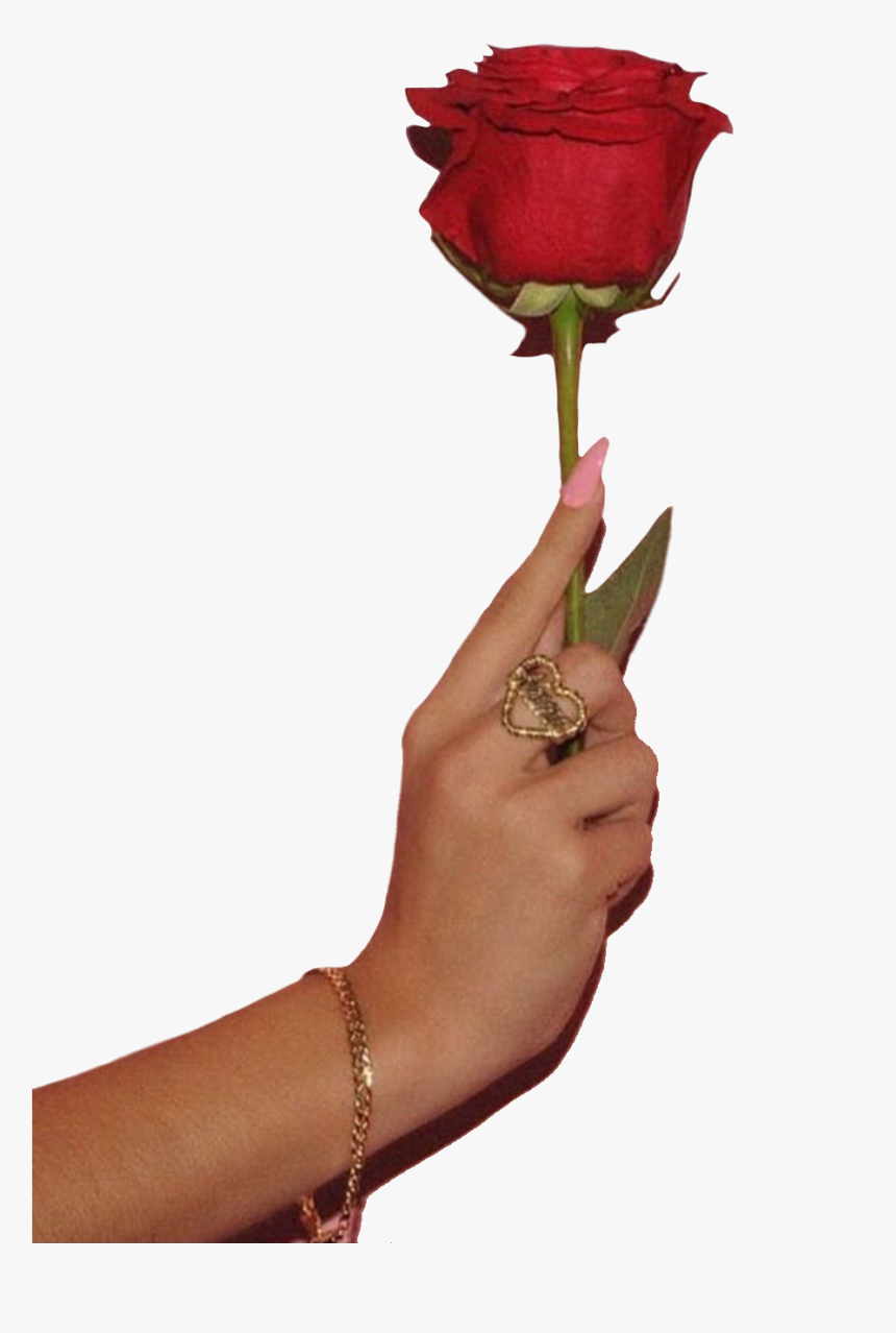 #hand #hands #flower #rose #rings #jewelry #png #pngs - Garden Roses, Transparent Png, Free Download