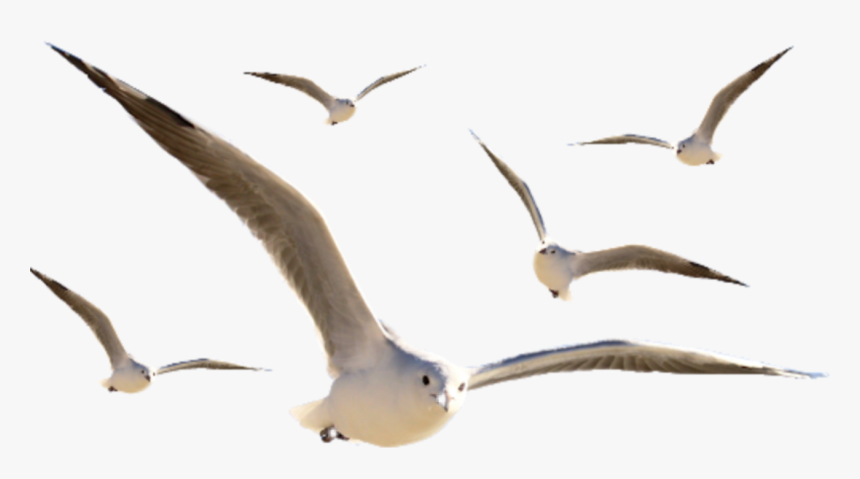 #seagulls - European Herring Gull, HD Png Download, Free Download
