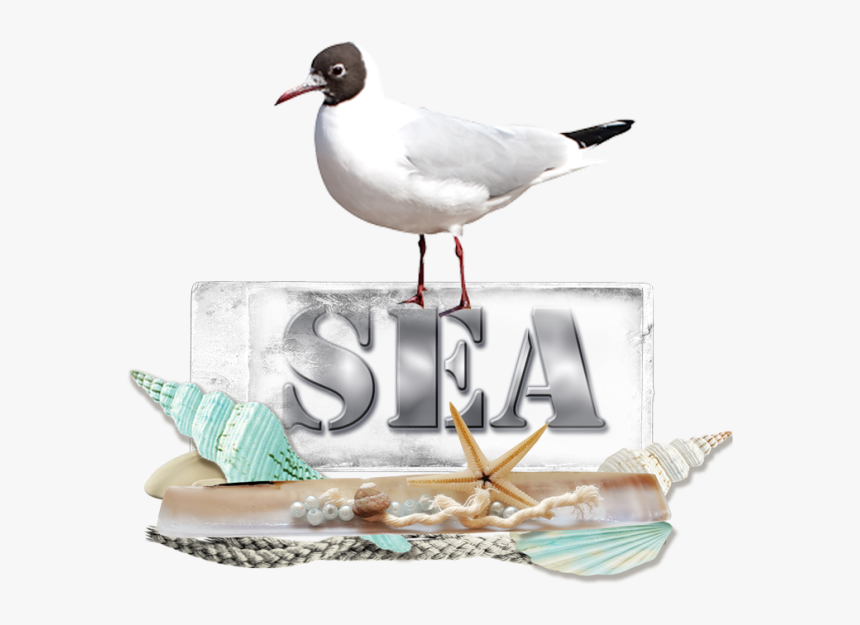 Laughing Gull , Png Download - Laughing Gull, Transparent Png, Free Download