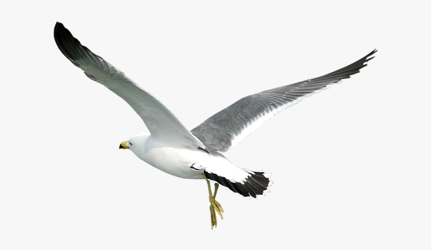 #gull #gulls #seagulls #seagull #flying #birds #bird - Transparent Seagulls Flying Png, Png Download, Free Download