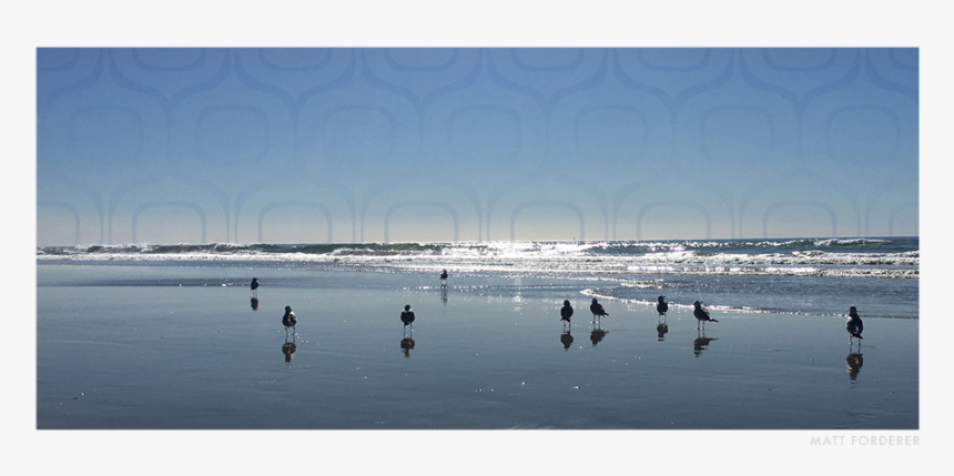 Seagulls, HD Png Download, Free Download