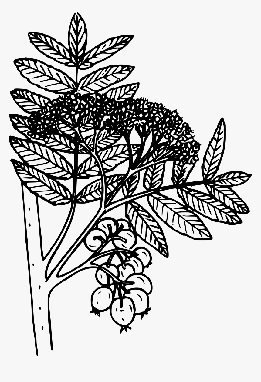 Mountain Ash Clip Arts - Coloring Page, HD Png Download, Free Download