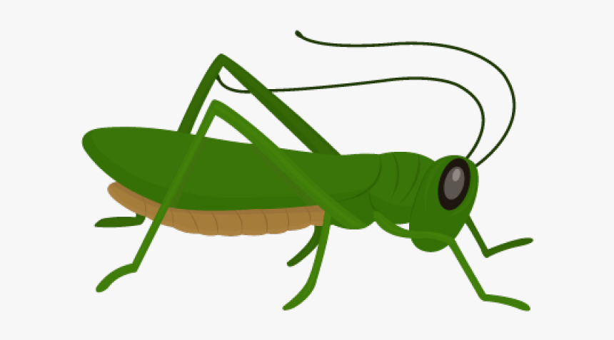 Grasshopper Clipart, HD Png Download, Free Download