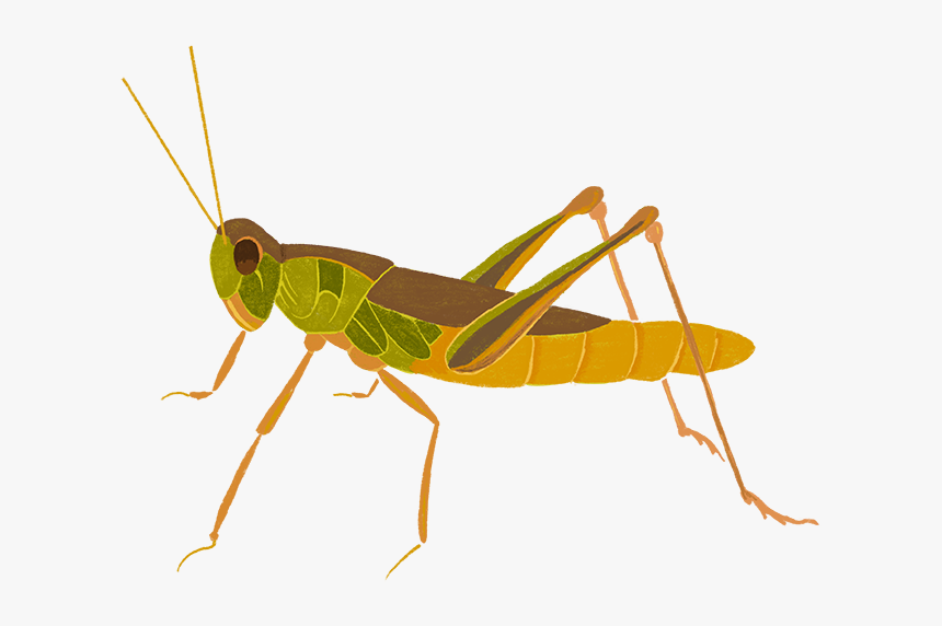 Green Striped Grasshopper - Cricket, HD Png Download, Free Download