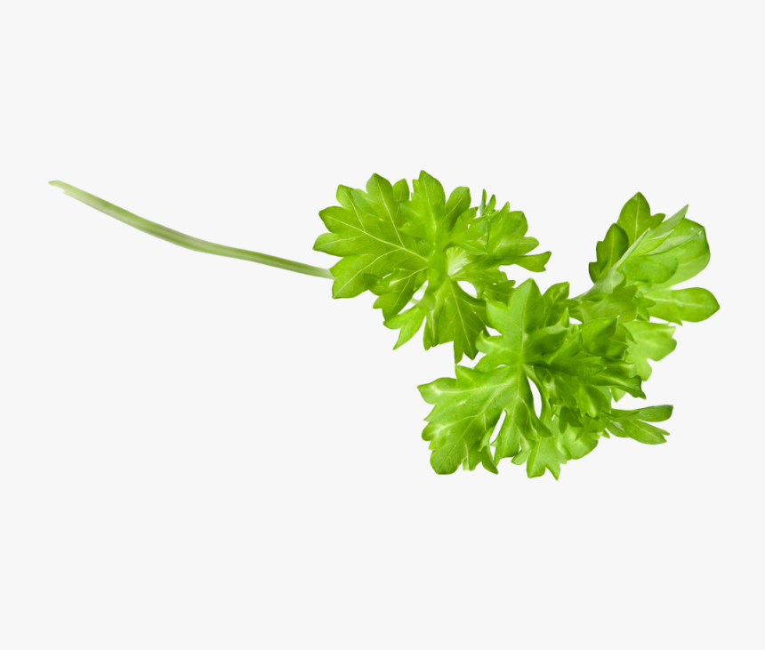 Coriander Sprig Png, Transparent Png, Free Download