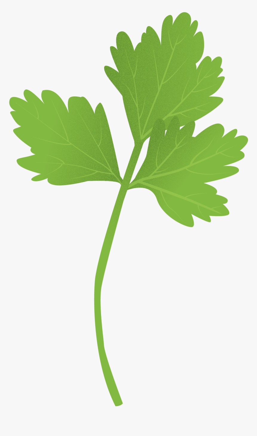 Parsley Clipart , Png Download - Grape, Transparent Png, Free Download