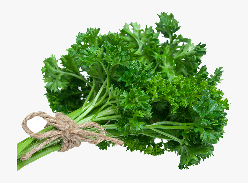 Dhone Pata In English , Png Download - Parsley Good For You, Transparent Png, Free Download
