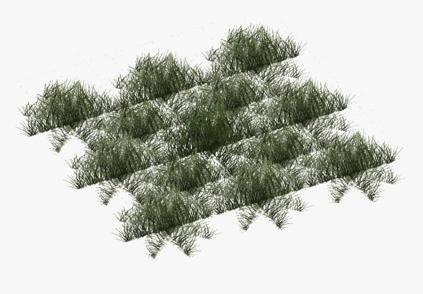 Rainforest Grass Short - Pond Pine, HD Png Download, Free Download