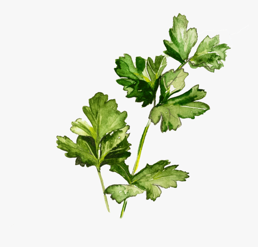 Parsley - Watercolor, HD Png Download, Free Download