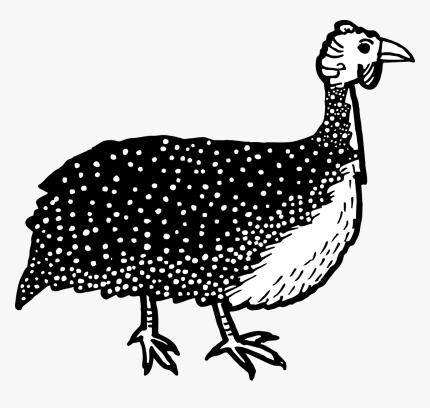 Guinea Fowl Clipart Black And White, HD Png Download, Free Download
