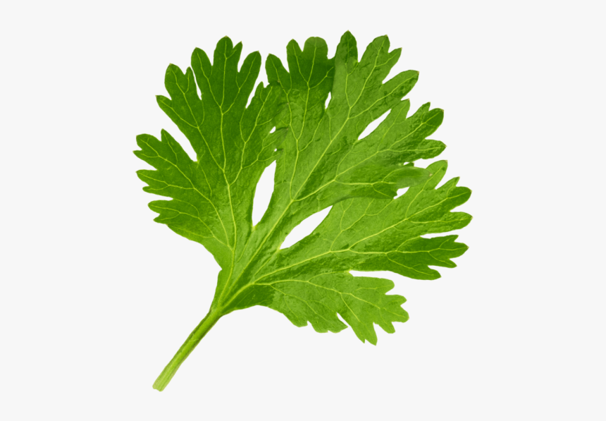 Korianderblatt, HD Png Download, Free Download