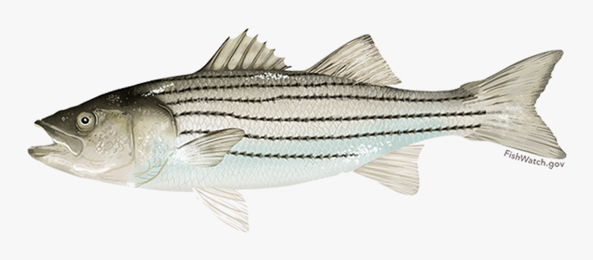 Striped Bass - Striped Bass Png, Transparent Png, Free Download