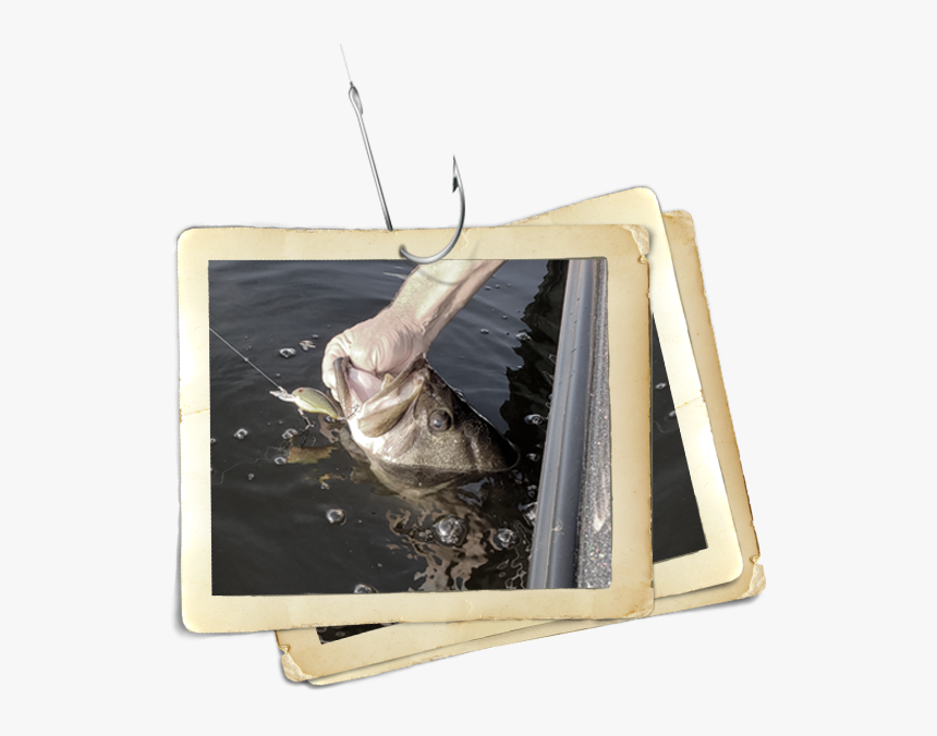 Fish Being Pulled Out Of Water - Brown Pelican, HD Png Download, Free Download
