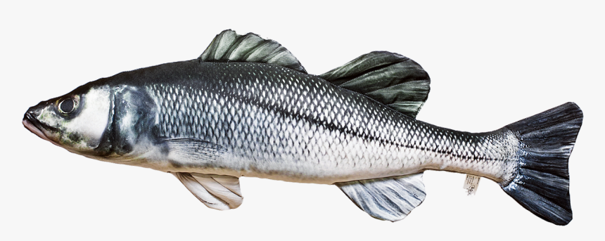 Sea Bass Often Form Shoals When Hunting And Adult Specimens - Plysove Ryby, HD Png Download, Free Download
