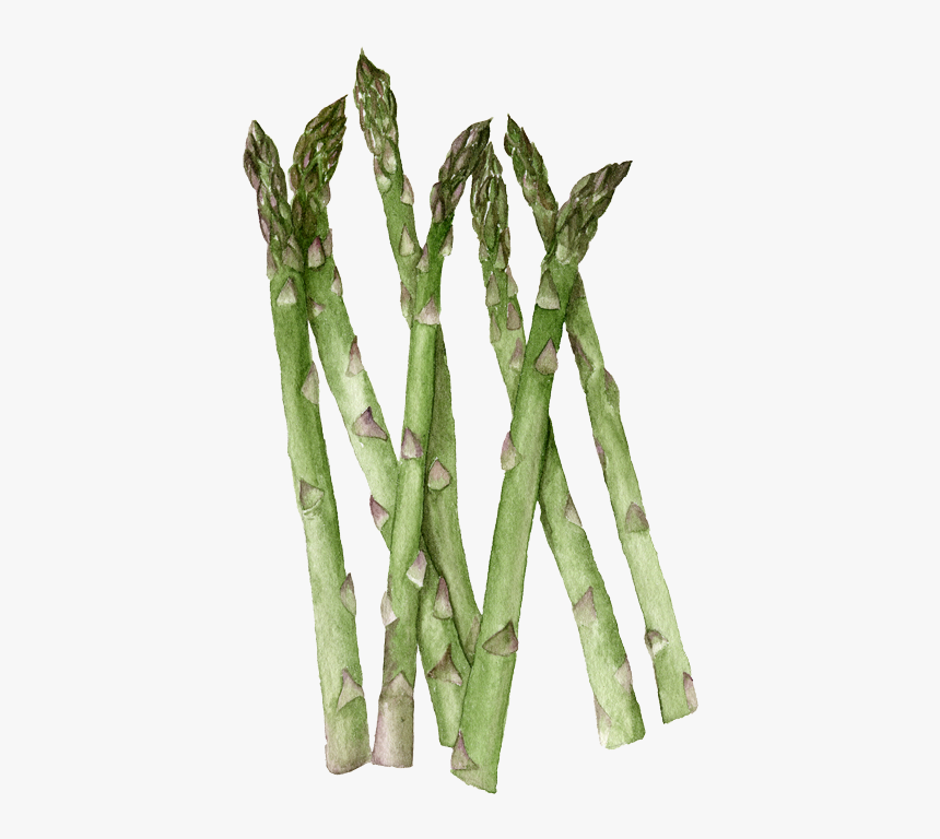 Asparagus - Twig, HD Png Download, Free Download