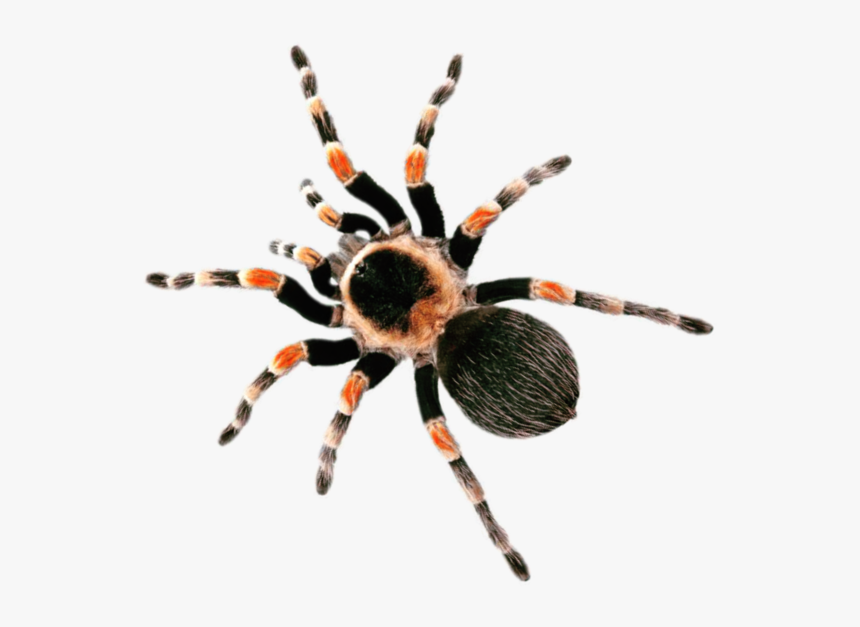 Thumb Image - Red Knee Tarantula, HD Png Download, Free Download