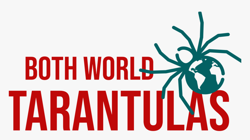 Logo For Both World Tarantulas, HD Png Download, Free Download