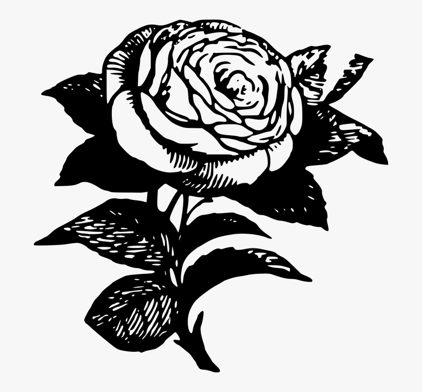 Black Rose Tattoo Transparent, HD Png Download, Free Download