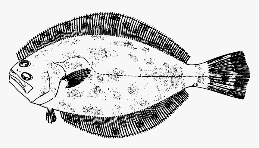 Southern Flounder Clip Arts - Flounder Clip Art, HD Png Download, Free Download