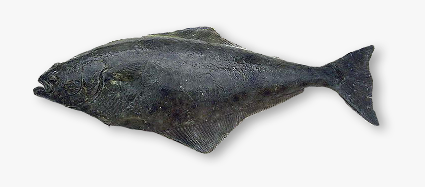 Flounder Png, Transparent Png, Free Download