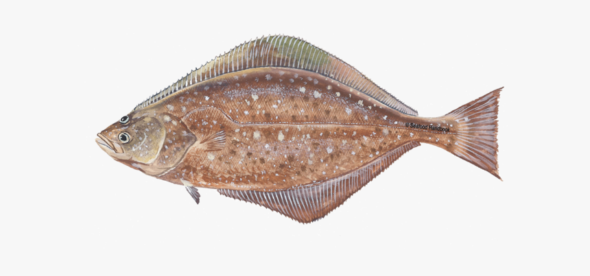 Halibut Png Clipart - Halibut Transparent, Png Download, Free Download