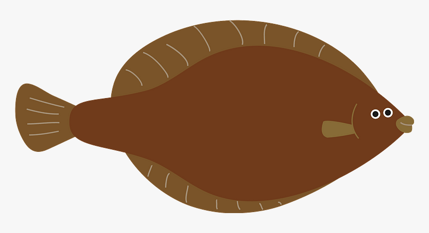 Pleuronectidae Righteye Flounders Clipart, HD Png Download, Free Download