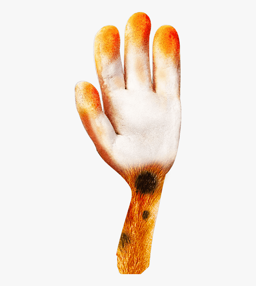 Goldfish, HD Png Download, Free Download