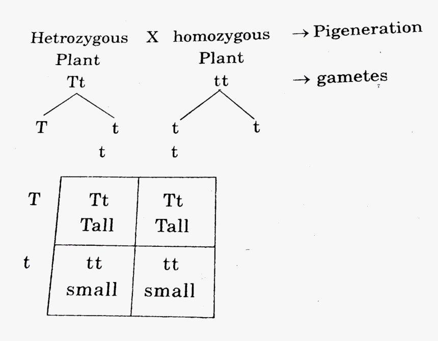Diagram, HD Png Download, Free Download