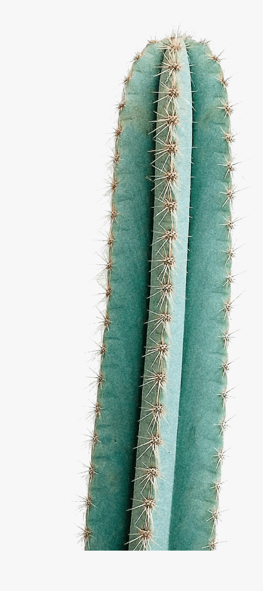 San Pedro Cactus , Png Download - San Pedro Cactus, Transparent Png, Free Download