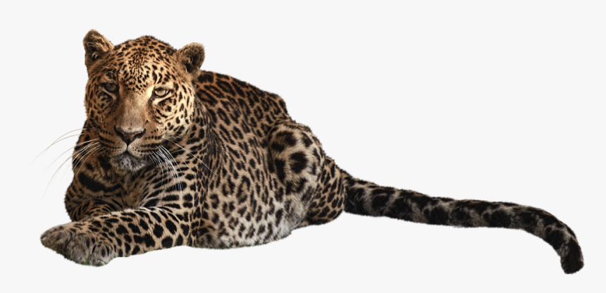 Panther, Feline, Predator, Mammals, Wild, Clipping - Imagens Png Animais Pantera, Transparent Png, Free Download