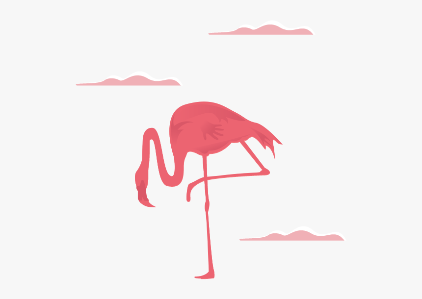 Greater Flamingo, HD Png Download, Free Download