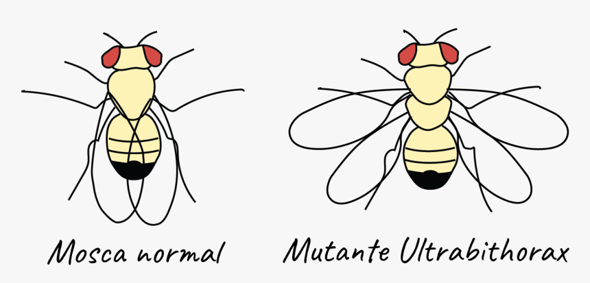 Mutaciones De La Mosca De La Fruta, HD Png Download, Free Download