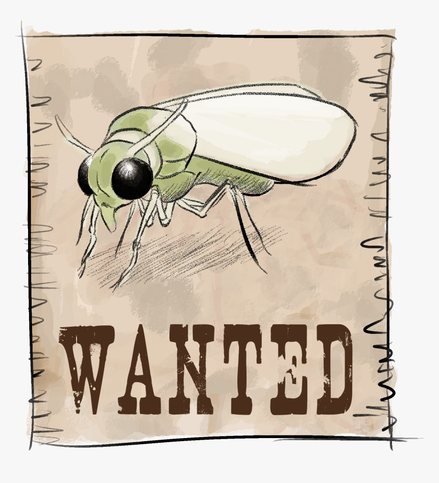 House Fly, HD Png Download, Free Download