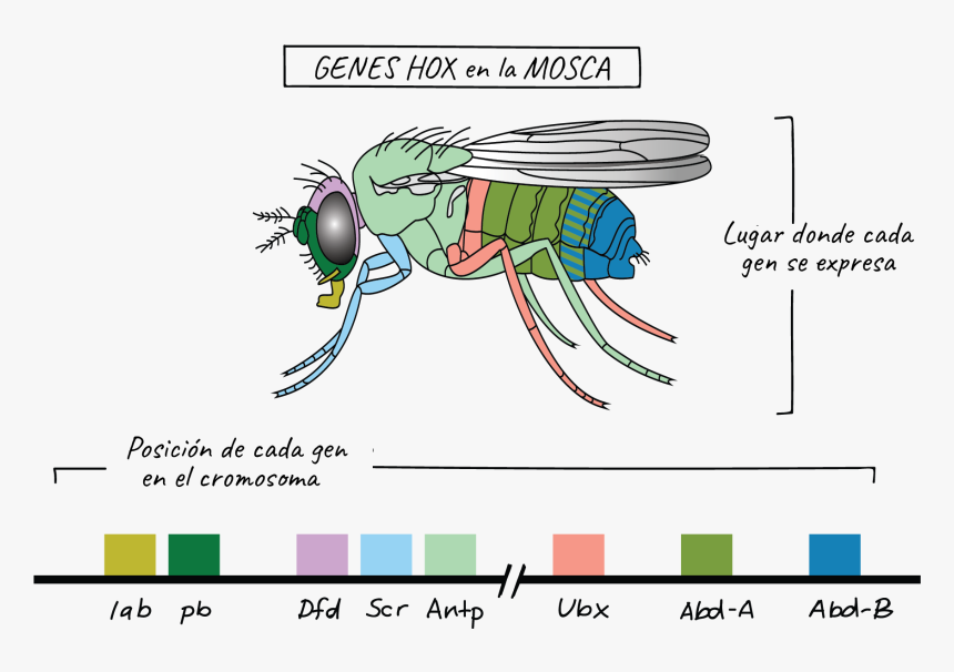 Homeobox Genes Coloring Sheet, HD Png Download, Free Download