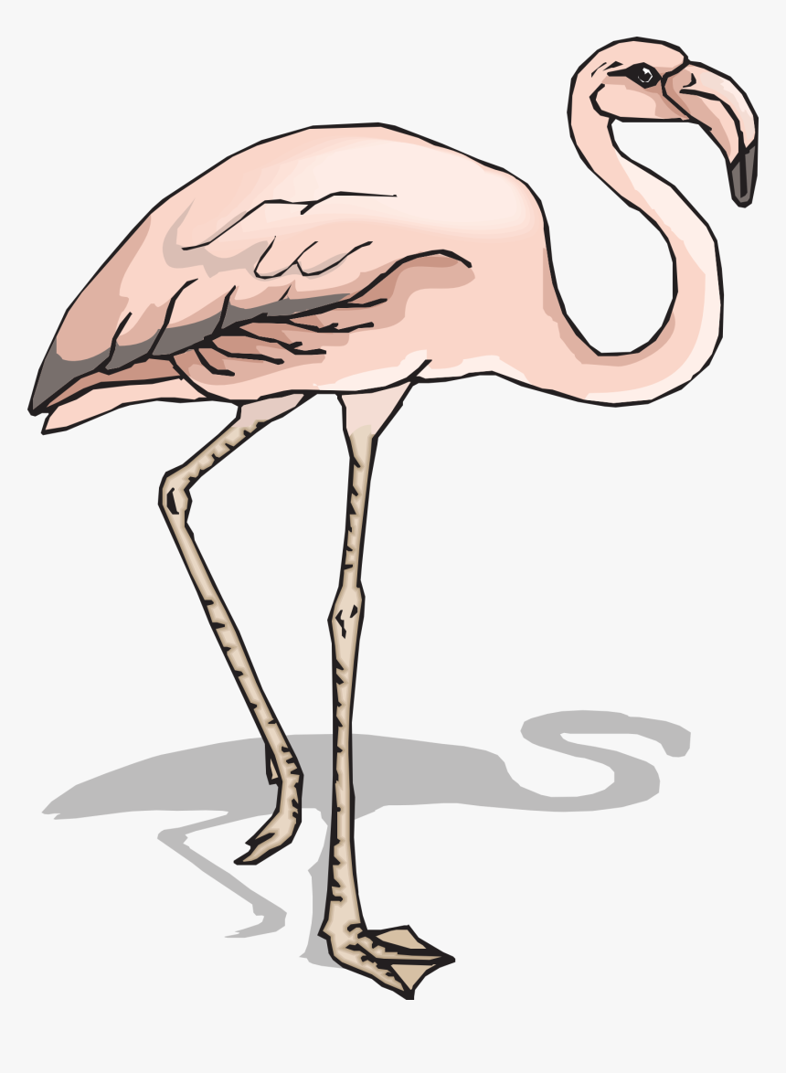 Bird Shadow Wings Free Picture - Sketsa Flamingo, HD Png Download, Free Download