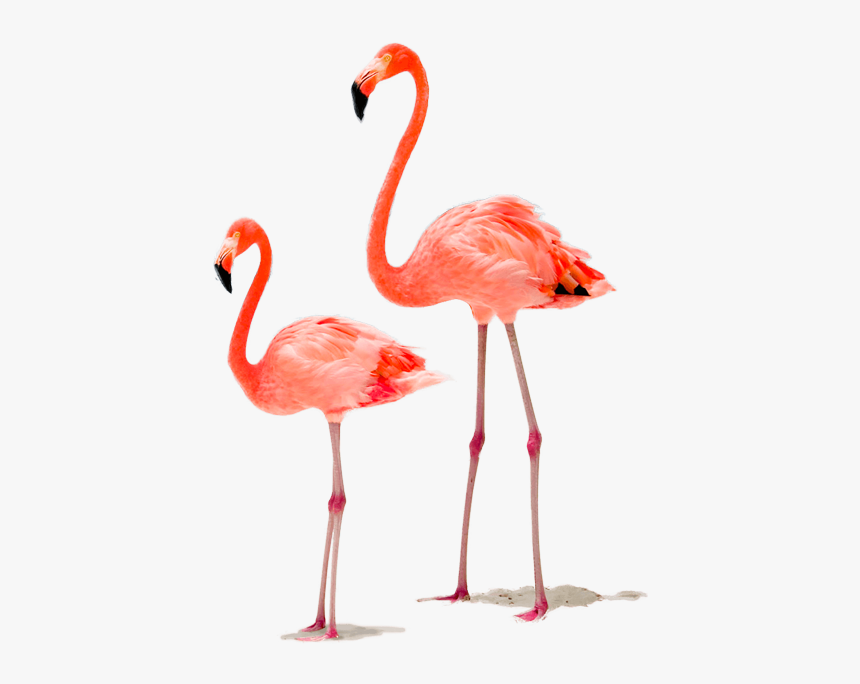 Wieso Sind Flamingos Pink, HD Png Download, Free Download