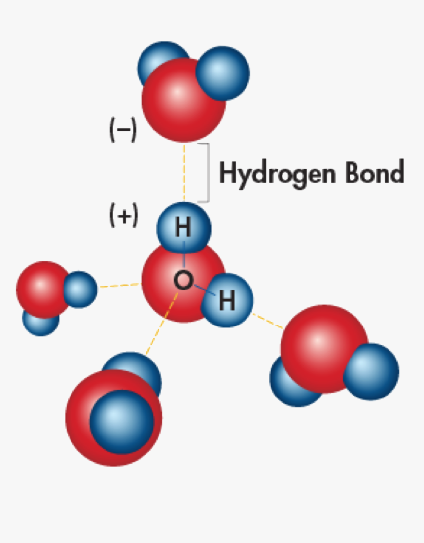 Transparent Water Molecule Png - Hydrogen Bond Water Properties, Png Download, Free Download