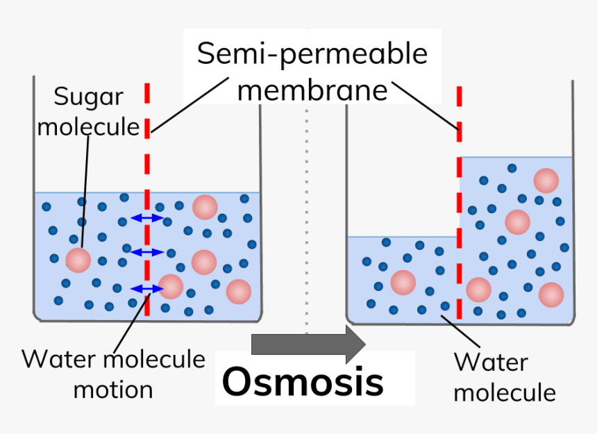 Https - //senecalearning - - Diffusion And Osmosis, HD Png Download, Free Download