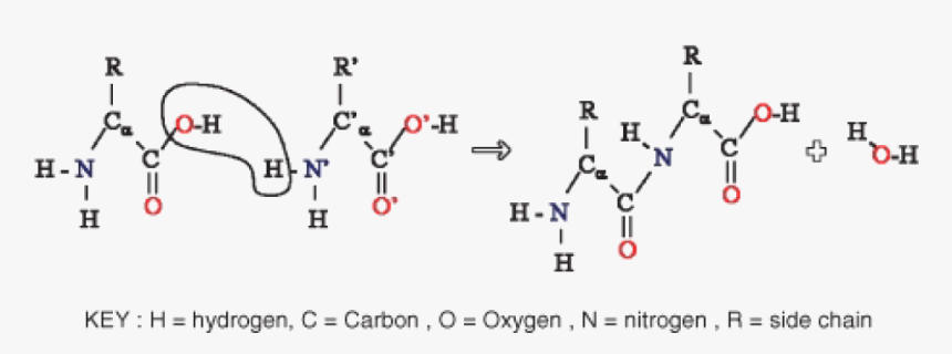 Nh3 Cooh Peptide Bond, HD Png Download, Free Download