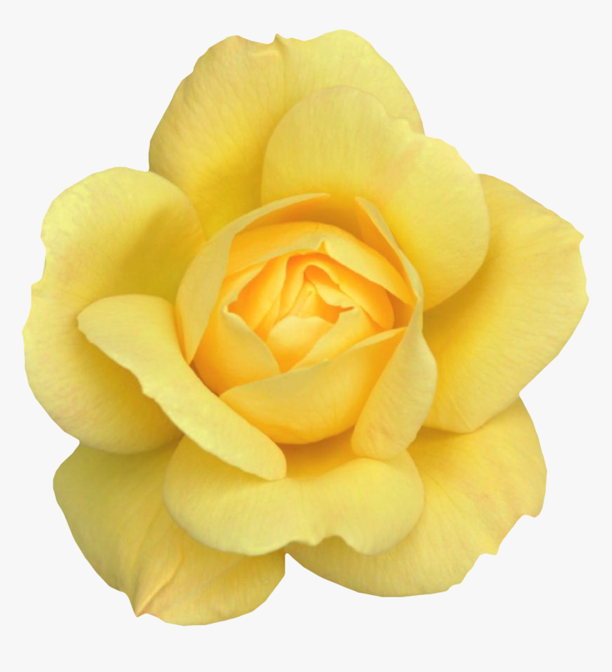 Desktop Wallpaper Rose Clip Art - Yellow Rose, HD Png Download, Free Download