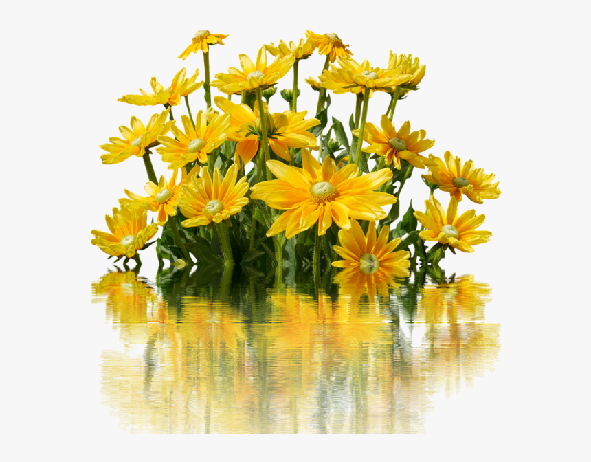 Flores Amarillos Png, Transparent Png, Free Download