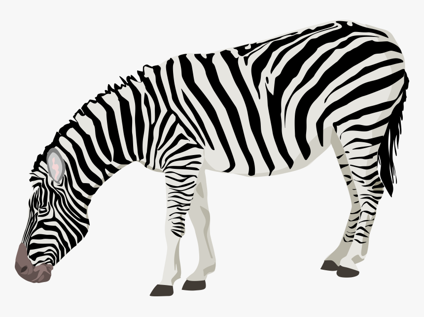 Download Zebra Png Photos - Zebra Transparent Background, Png Download, Free Download