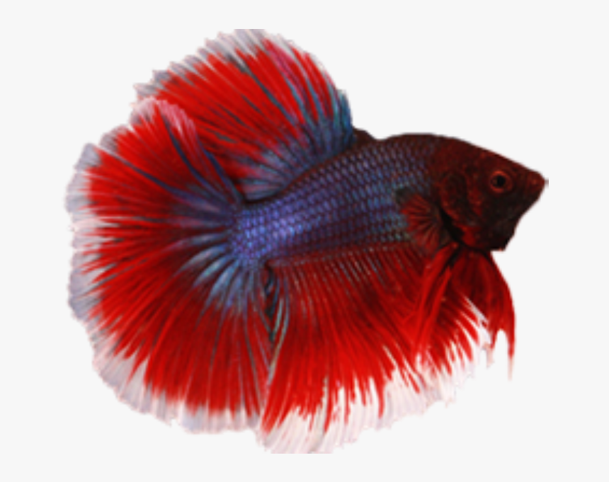 Transparent Betta Png - Transparent Png Betta Png, Png Download, Free Download