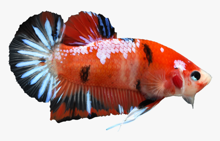 Betta Png Pic - Koi Siamese Fighting Fish, Transparent Png, Free Download